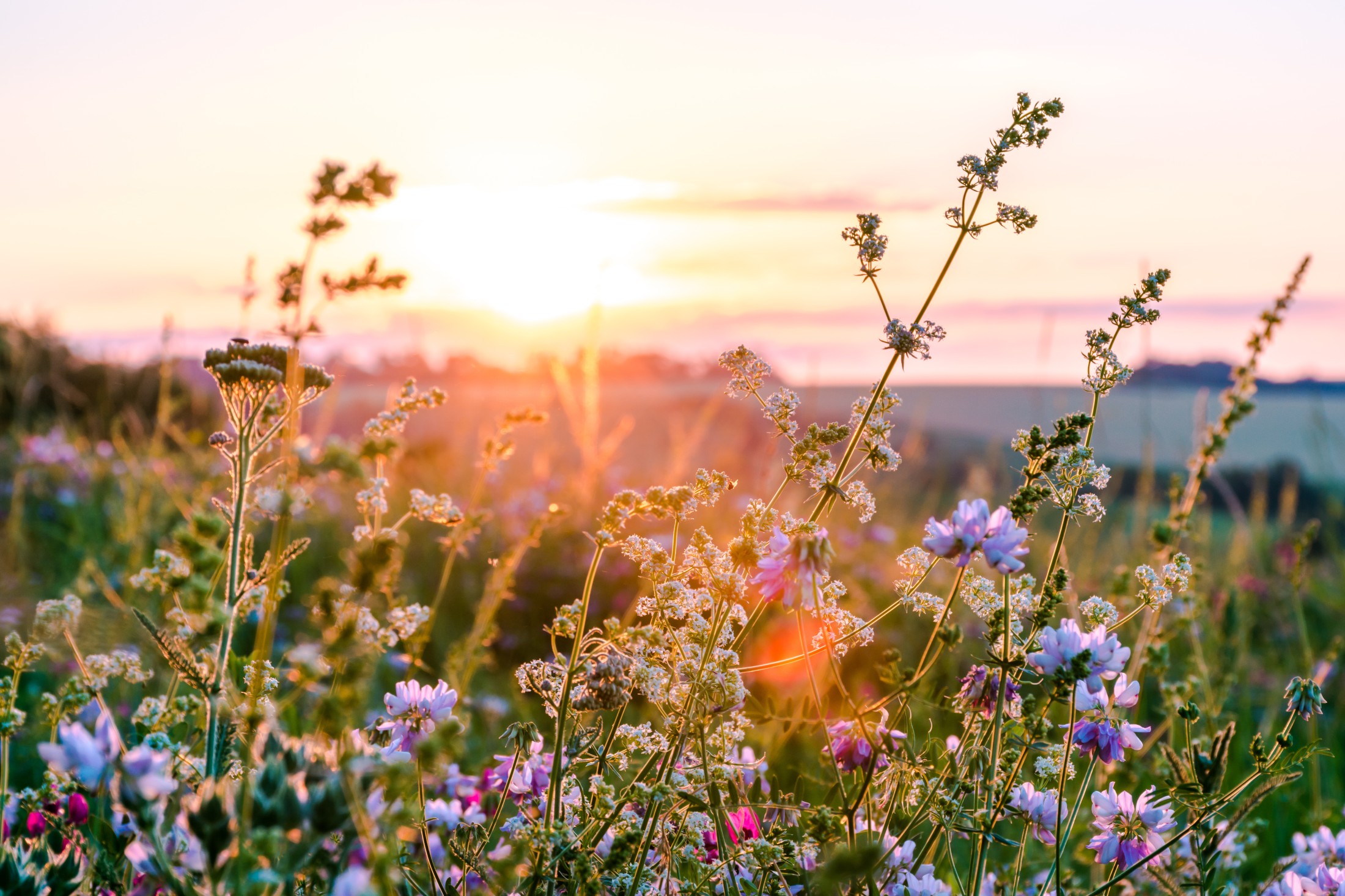 Identifying Common Wildflowers of Southwest Colorado